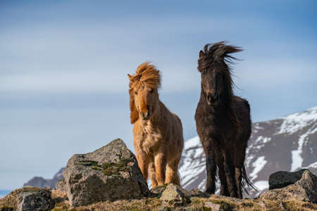 Icelandic horses. The Icelandic horse is a breed of horse created in Icelandの写真素材