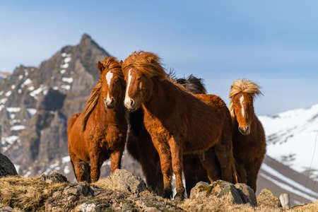 Icelandic horses. The Icelandic horse is a breed of horse created in Icelandの写真素材