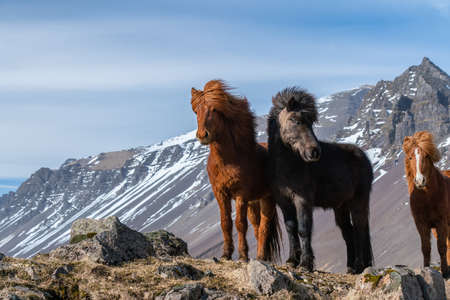 Icelandic horses. The Icelandic horse is a breed of horse created in Icelandの写真素材