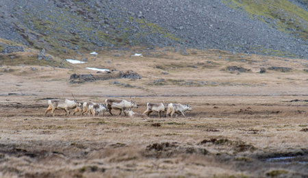 A view of deer running through winter pastures. Winter in Icelandの写真素材