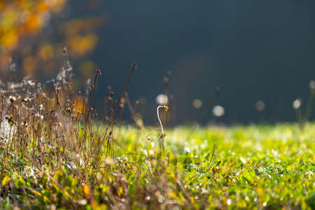 Dried wild flowers together with dried grass and spikelets in beige on a blurred background