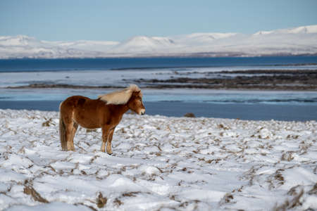 Icelandic horses. The Icelandic horse is a breed of horse created in Icelandの写真素材