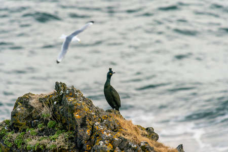 The European shag or common shag Phalacrocorax aristotelis is a species of cormorant, wing, wingspanの写真素材
