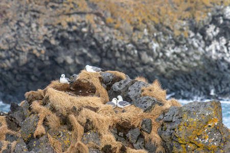 Beautiful seagulls sitting on cliff in Londrangar ,iceland.の写真素材