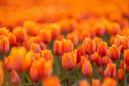 Tulip plantation in Netherlands, traditional dutch rural landscape with blue sky, springtime flowers, image suitable for post card or guide bookの写真素材