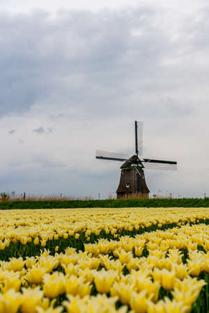 Tulips and windmills in Netherlands. Alkmaar fields in springtimeの写真素材