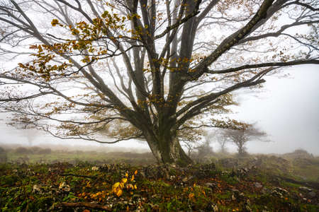 Fallen leaves add color to autumn in the forest. Otzarreta Forest, Gorbea Natural Park, Bizkaia, Spainの写真素材