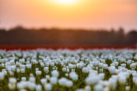 Blossoming tulip fields in a dutch landscape at sunset in the Netherlandsの写真素材