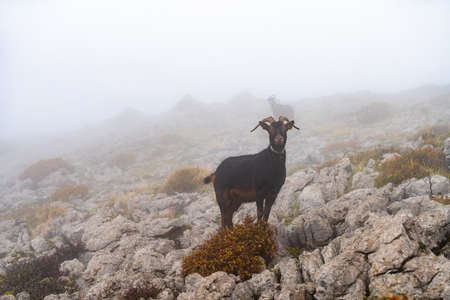 Mountain goats in the autumn in Otzarreta forest in Gorbea Natural Park, Spainの写真素材