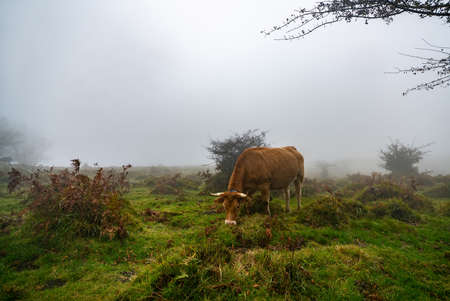 Colorful autumn in Otzarreta forest in Gorbea Natural Park, Spainの写真素材