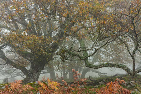 The fallen leaves in the forest are the autumn season. Otzarreta Forest, Gorbea Natural Park, Bizkaia, Spainの写真素材