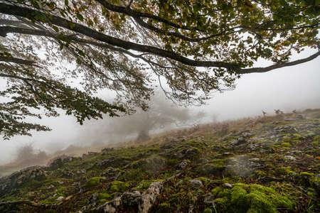 The falling leaves colors the autumn season in the forest. Otzarreta forest, Gorbea Natural Park, Bizkaia, Spainの写真素材