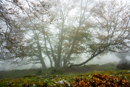 Colorful autumn at Otzarreta forest in Gorbea Natural park, Spainの写真素材