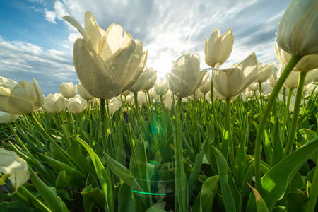 Springtime with beautiful white and red tulips flowers ,Netherlands.の写真素材