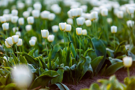 Tulip plantation in Netherlands, traditional dutch rural landscape with blue sky, springtime...