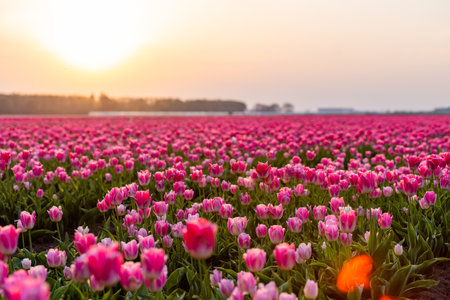 Blossoming tulip fields in a dutch landscape at sunset in the Netherlandsの写真素材