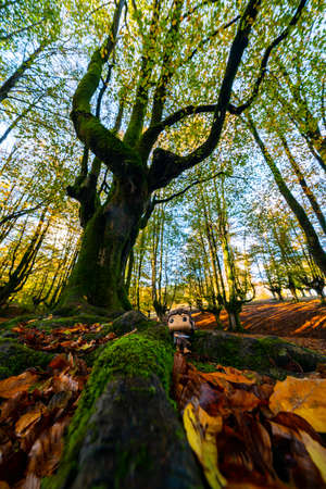 Otzarreta forest in Gorbea Natural Park. Bizkaia, Basque Countryの写真素材