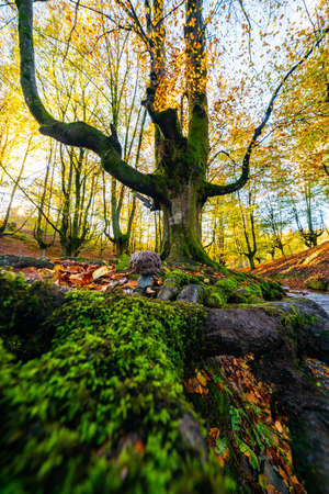 The falling leaves colors the autumn season in the forest. Otzarreta forest, Gorbea Natural Park, Bizkaia, Spainの写真素材