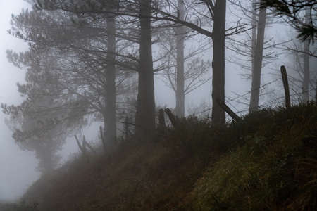 The falling leaves colors the autumn season in the forest. Otzarreta forest, Gorbea Natural Park, Bizkaia, Spainの写真素材