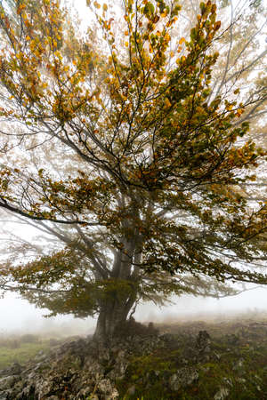 The fall of the leaves colors the autumn season in the forest. Otzarreta Forest, Gorbea Natural Park, Bizkaia, Spainの写真素材