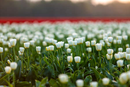 Blossoming tulip fields in a dutch landscape at sunset in the Netherlandsの写真素材
