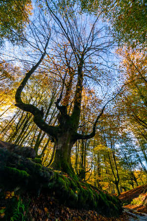 The falling leaves colors the autumn season in the forest. Otzarreta forest, Gorbea Natural Park, Bizkaia, Spainの写真素材