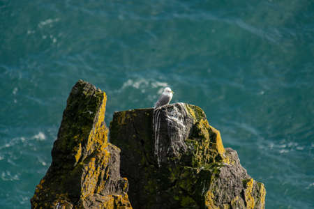 Beautiful seagulls sitting on cliff in Londrangar ,iceland.の写真素材