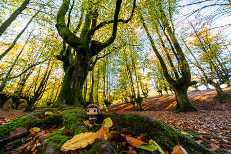 The falling leaves colors the autumn season in the forest. Otzarreta forest, Gorbea Natural Park, Bizkaia, Spainの写真素材