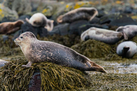 Seals, sea lions sunbathing in Ytri Tunga beach in Snaefellsnes Peninsula in West Icelandの写真素材