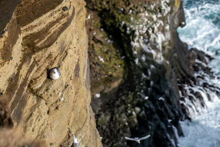 Beautiful seagulls sitting on cliff in Londrangar ,iceland.の写真素材