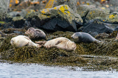 Seals, sea lions sunbathing in Ytri Tunga beach in Snaefellsnes Peninsula in West Icelandの写真素材