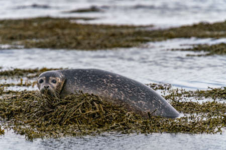 Seals, sea lions sunbathing in Ytri Tunga beach in Snaefellsnes Peninsula in West Icelandの写真素材