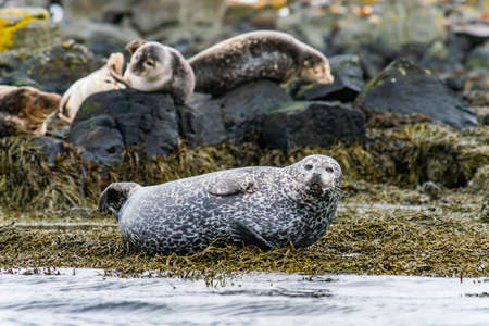 Seals, sea lions sunbathing in Ytri Tunga beach in Snaefellsnes Peninsula in West Icelandの写真素材