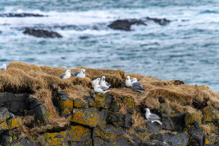 Beautiful seagulls sitting on cliff in Londrangar ,iceland.の写真素材