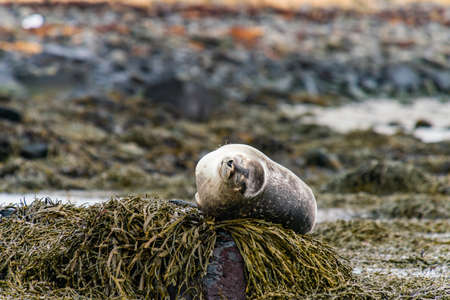 Seals, sea lions sunbathing in Ytri Tunga beach in Snaefellsnes Peninsula in West Icelandの写真素材