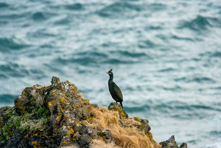 The European shag or common shag Phalacrocorax aristotelis is a species of cormorant, wing, wingspanの写真素材