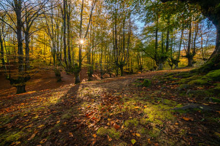 The falling leaves colors the autumn season in the forest. Otzarreta forest, Gorbea Natural Park, Bizkaia, Spainの写真素材