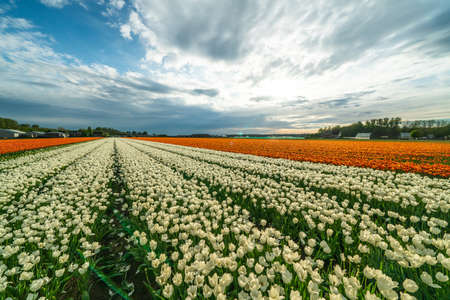 Blooming tulip field in North Holland, the Netherlandsの写真素材