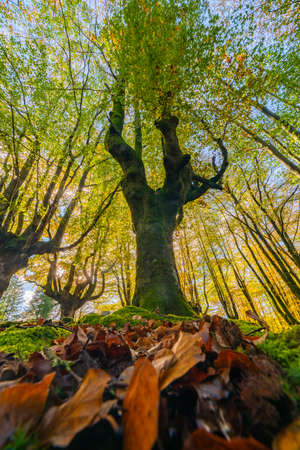 Mysterious Otzarreta forest. Gorbea natural park, Basque Country, Spainの写真素材
