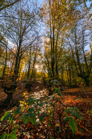Otzarreta forest in Gorbea Natural Park. Bizkaia, Basque Countryの写真素材