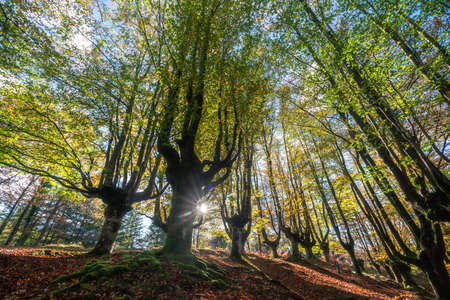 Mysterious Otzarreta forest. Gorbea natural park, Basque Country, Spainの写真素材