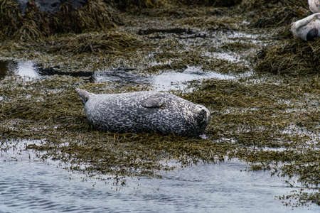 Seals, sea lions sunbathing in Ytri Tunga beach in Snaefellsnes Peninsula in West Icelandの写真素材