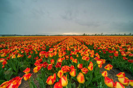 Springtime with beautiful white and red tulips flowers ,Netherlands.の写真素材