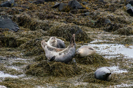 Seals, sea lions sunbathing in Ytri Tunga beach in Snaefellsnes Peninsula in West Icelandの写真素材