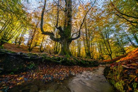 Mysterious Otzarreta forest. Gorbea natural park, Basque Country, Spainの写真素材