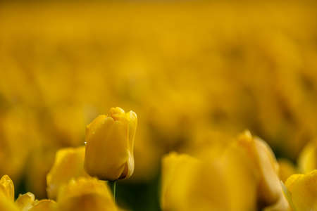 View over colorful tulips fields in the morning, Netherlandsの写真素材