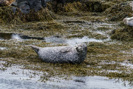 Seals, sea lions sunbathing in Ytri Tunga beach in Snaefellsnes Peninsula in West Icelandの写真素材