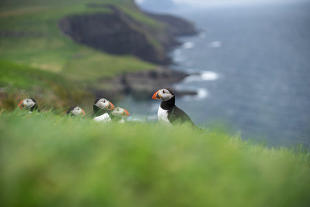 Puffins on the Cliffs of Faroe Islands at Summers Endの写真素材