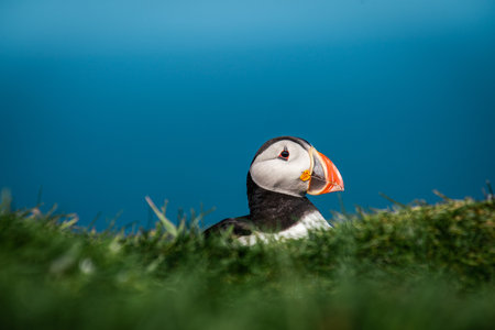 Puffin Portrait on the Magnificent Faroe Islands in Late Summerの写真素材
