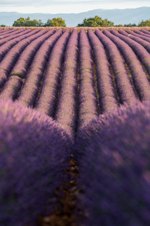 Lavender Fields of Provence at Sunrise - A Serene Landscapeの写真素材